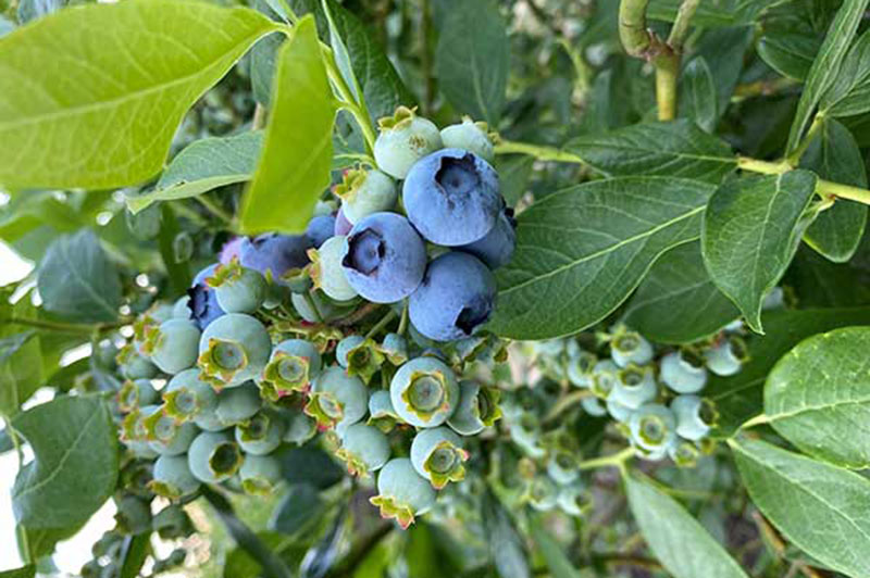Beeren
